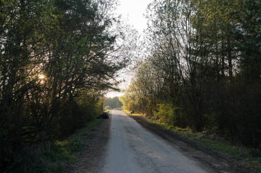 Ormanda sonbahar ağaçları, Slovakya