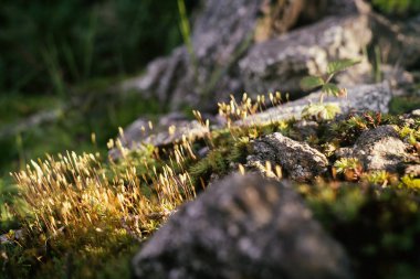 Slovakya 'da çayır üzerinde taze ot