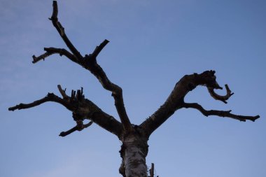 Gündüz vakti ormanda yeşil ağaçlar.