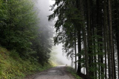 Ormanda sonbahar ağaçları, Slovakya