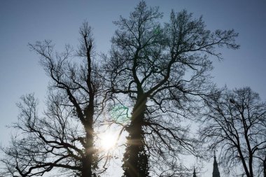 Ağaçlar ve karla kaplı kış manzarası 