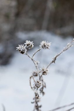 Plant covered by ice close up shot
