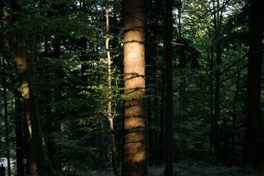 Arka planda ağaçlar olan güzel orman