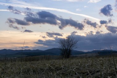 Ağaçlar ve manzaralı çayırda puslu bir sabah. Slovakya 