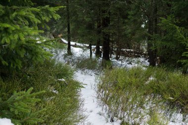 Slovakya 'da ormandaki kış ağaçları