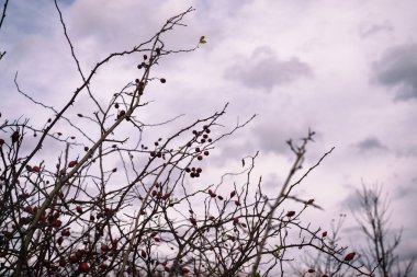 Ağaç dallarını yakın çekim