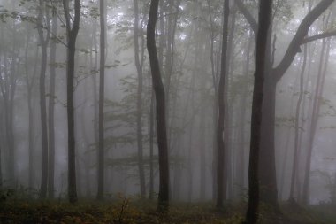 Ormanda sonbahar ağaçları, Slovakya
