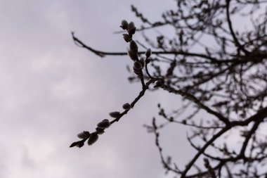 Bahar ağacı çiçek açıyor. Kuzu kuyruklu söğüt dalı. Kuzu kuyruğu. Slovakya