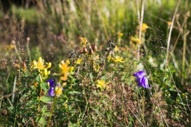 Sahada açan mor ve sarı çiçeklerin yakın görüntüsü