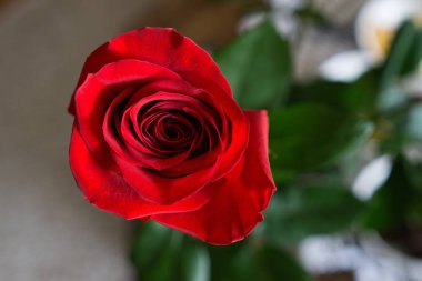 Yeşil yapraklı kırmızı gül