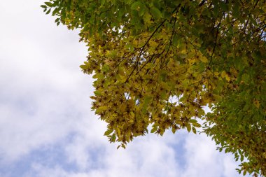 Ormanda sonbahar ağaçları, Slovakya