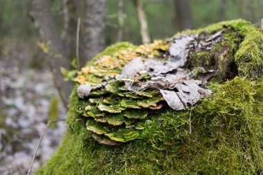 Ormanda sonbahar ağaçları, Slovakya