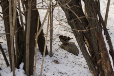 Kışın ormandaki kuşlar