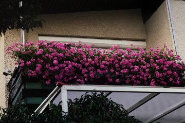 Balkon arka planında pembe çiçekler