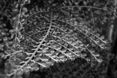 Bahçedeki bir bitkinin arkasını kapatın.