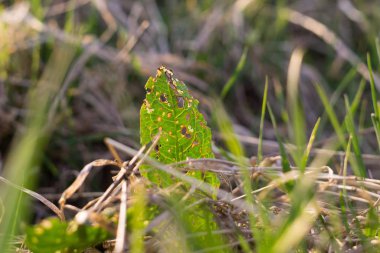 Kırsal kesimdeki yeşil çimenler gündüz çekiliyor