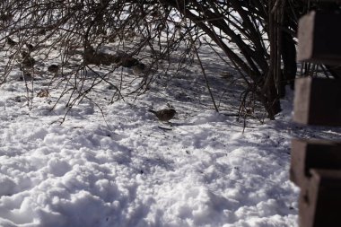 Kar arkaplanındaki kuş, Slovakya 'da kapat