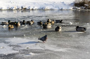 Kış zamanı arkasında ördekler ve karlarla dolu bir nehir.