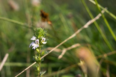 Çayırdaki güzel yeşil bitkiler. Slovakya