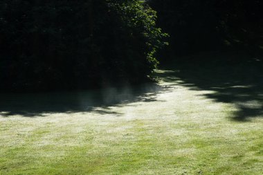 Ormanda sonbahar ağaçları, Slovakya