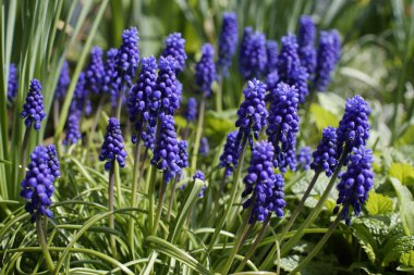 Bahçedeki lavanta çiçeği. Yakın çekim.