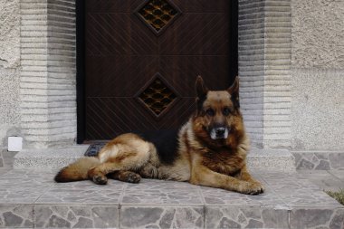 Köpek kapının yanında yatıyor. Yakın çekim.