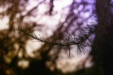 Ormanda çam ağacı dalı