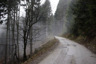 Ormanda sonbahar ağaçları, Slovakya