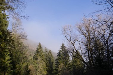 Kış boyunca ağaçlarla birlikte çayırda gün batımı. Slovakya