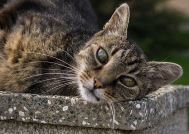 Bahçedeki yalancı kedi. Yakın çekim.