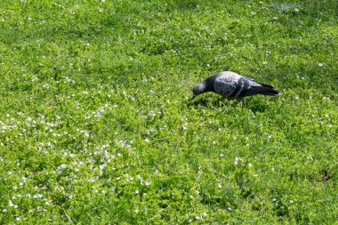 Çayırdaki güzel kuş ve yeşil çimenler. Slovakya
