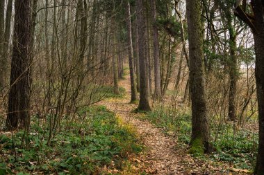 Ormanda sonbahar ağaçları, Slovakya
