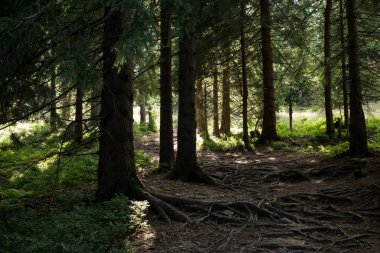 Arka planda ağaçlar olan güzel orman