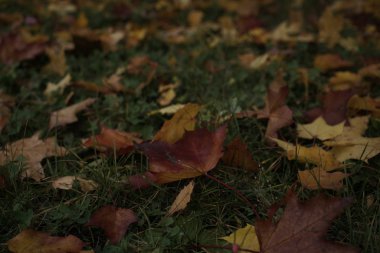 Bahçedeki güzel renkli akçaağaç yaprakları