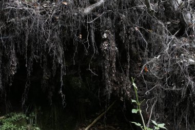 Ormanda sonbahar ağaçları, Slovakya