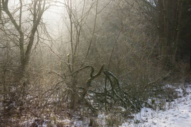 Kış boyunca ağaçlarla birlikte çayırda gün batımı. Slovakya
