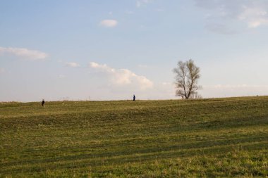 Yeşil dağ çayırı manzarası