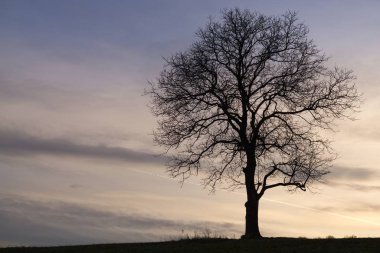 Day time shot of alone tree on meadow