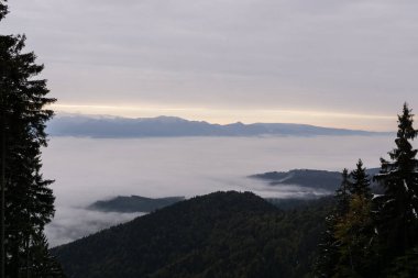 Ormanda sonbahar ağaçları, Slovakya