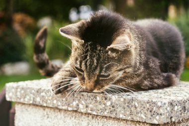 Bahçedeki yalancı kedi. Yakın çekim.