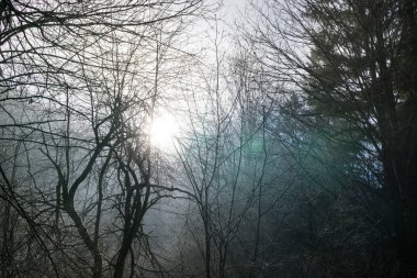 Kış boyunca ağaçlarla birlikte çayırda gün batımı. Slovakya