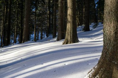 Slovakya 'da ormandaki kış ağaçları