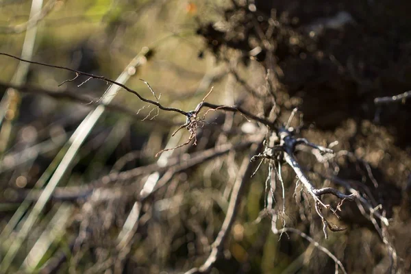 Twigs Planta Seca Luz Solar Brilhante — Fotografia de Stock