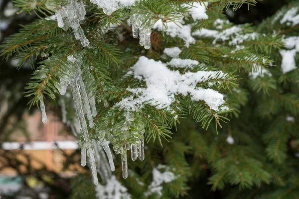 Árvore Coberta Neve Com Gelo Geada — Fotografia de Stock