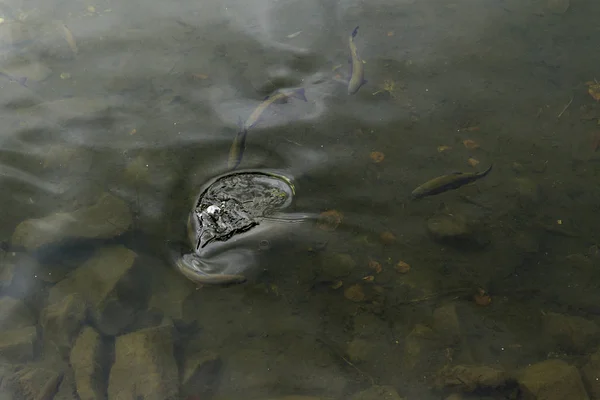 Рыба Пруду Фоне Природы — стоковое фото
