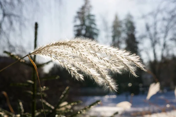 Vinter Landskap Med Växter Bakgrunden — Stockfoto