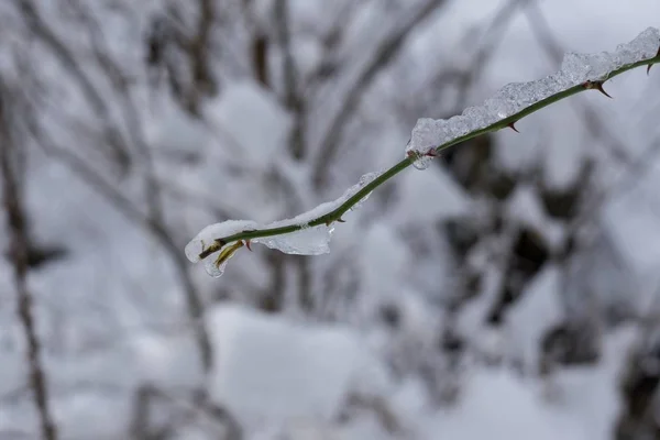 Winterbomen Het Bos Slowakije — Stockfoto