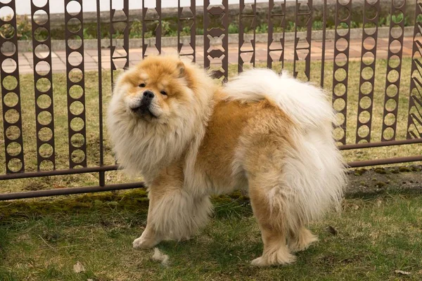 Cute Chau Chau Perro Aire Libre — Foto de Stock