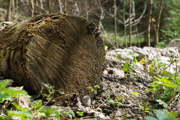 Pohon Musim Gugur Hutan Slovakia — Stok Foto