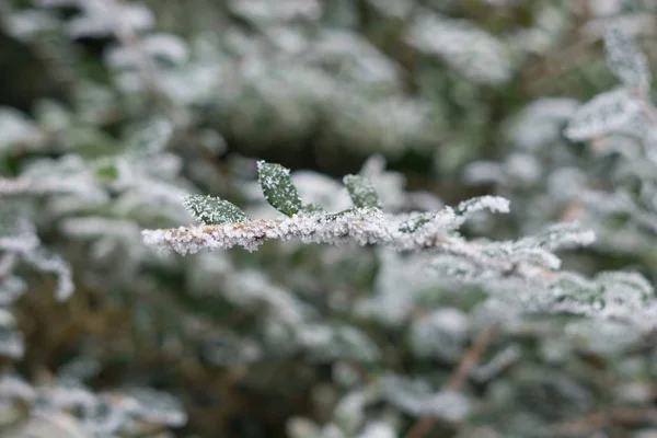 Mrożone Rośliny Śniegiem Zimą Słowacja — Zdjęcie stockowe